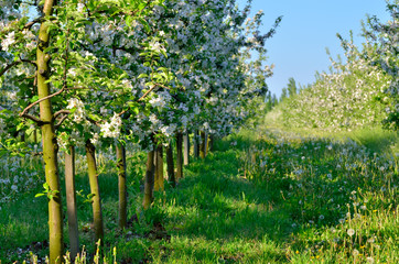 Young apple trees blooming in the spring garden