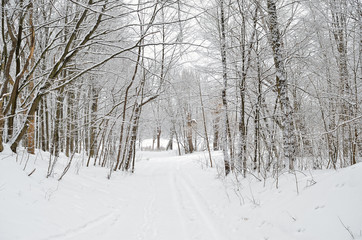 Fototapeta premium Forest road covered with snow in the winter forest