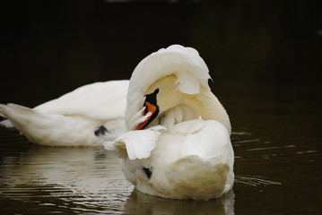 Biały łabędź w otoczeniu ciemnego tła © Artur
