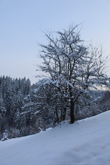 The mountains in winter. Carpathians