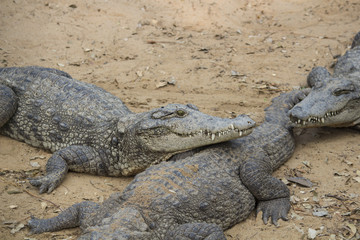 Crocodiles 