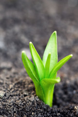 Young hyacinth sprout in garden, new plant just starting to grow with out of focus background. Copy space