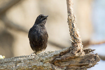 Image of birds perched on the branch. Wild Animals. Pied Bushchat ( Saxicola caprata )