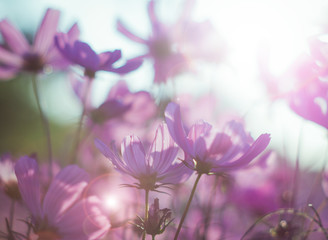 Closeup Sulfur Cosmos - blur and select focus