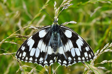 Czarno biały motyl, polowiec szachownica © Artur