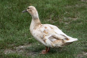White and brown Duck in meadow