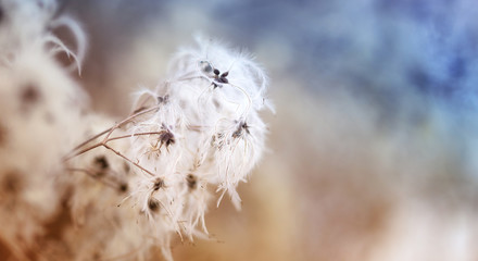 Britisch Kurzhaar Katzenbaby neugeboren