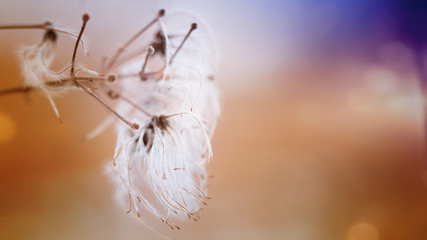 Britisch Kurzhaar Katzenbaby neugeboren