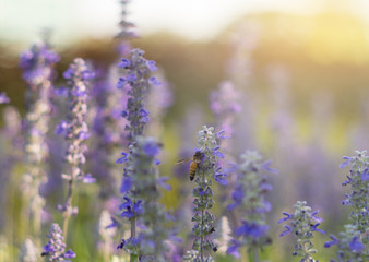 Honey bee on Blue Salvia  - blur background and select focus