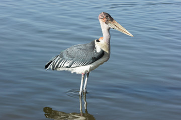 Marabu, Lake Awassa, Äthiopien, Afrika