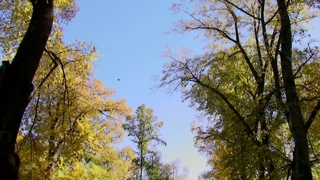 Die bunten Herbstbl&auml;tter fallen von den Lindenb&auml;umen (vertikaler Kameraschwenk)