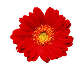 Beautiful red gerbera on white background