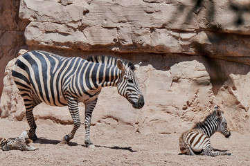 Fototapeta na wymiar Zebra con cucciolo