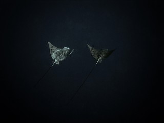 Couple / underwater photograph, unique shot - couple of eagle rays in deep blue, open, deep sea, Red Sea, Egypt, depth - 65m.