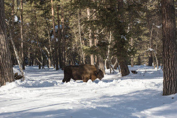 European bison in the winter forest of fir on the background of their natural habitat in the Caucasus Mountains.
