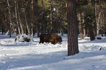 European bison in the winter forest of fir on the background of their natural habitat in the Caucasus Mountains.