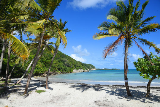 palmier sur la plage au bord de mer en guadeloupe
