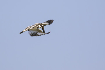 Image of Pied Kingfisher (Ceryle rudis) male hovering in flight on sky. Wild Animals.