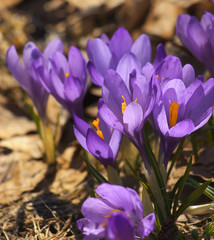 purple crocus blooming spring