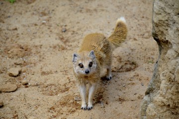 Details of a wild yellow mongoose fox and sand