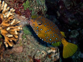 Boxfish / underwater photograph, dive site - Far Garden, Egypt, depth - 17m.  