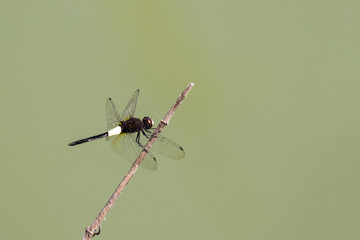 Image of dragonfly perched on a tree branch on nature background. Insect Animals.