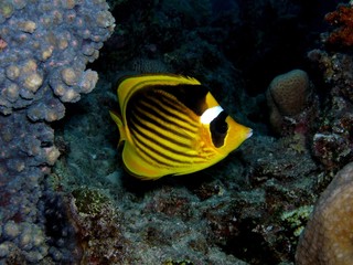 Fototapeta na wymiar Butterflyfish / underwater photograph, dive site - Middle Garden, Egypt, depth - 15m.