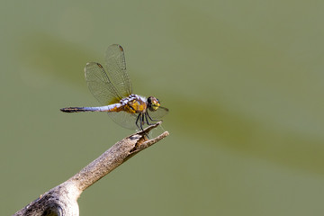 Image of dragonfly perched on a tree branch on nature background. Insect Animals.