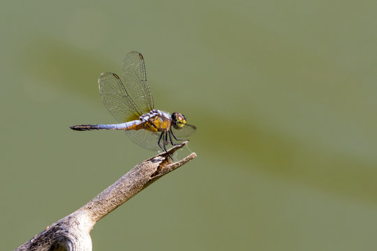 Image of dragonfly perched on a tree branch on nature background. Insect Animals.