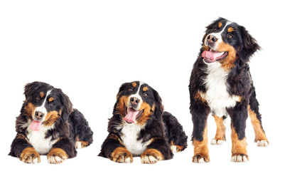 Bernese Mountain Dog on a white background