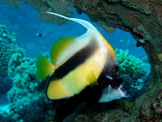 Bannerfish