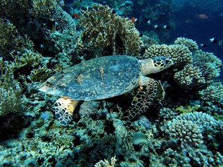 Naklejka na ściany i meble Sea turtle / underwater photograph, Hawksbill turtle, dive site - Thomas Reef, Egypt, depth - 15m.