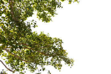 Green leaves on white background
