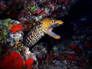 Tiger moray - underwater photograph, dive site - Cueva De Los Camarones, Tenerife, Canarian...