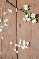 Obraz na płótnie Canvas White apple blossom branch on wooden background in spring
