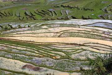 Terrace rice fields