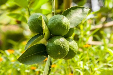 Lemons on tree