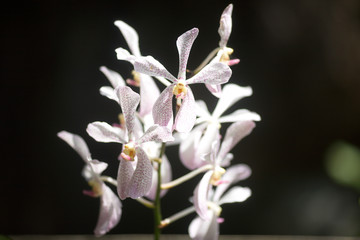 Orchid Island Plants