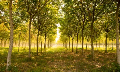 Photo sur Plexiglas Arbres Paysage - belle longue forêt d& 39 hévéas Perspective