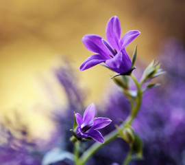 Fioletowe kwiaty - Dzwonek © mycatherina