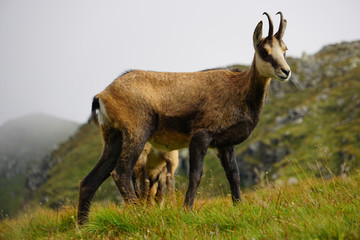 Tatra Chamois ( Rupicapra rupicapra tatrica )