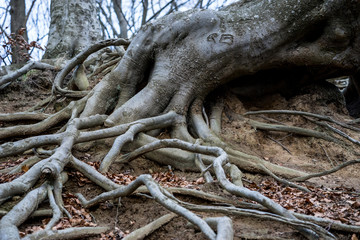 Old tree roots