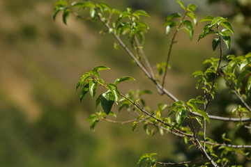 Tree branch with green leaves