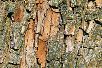 Tree bark texture. Wood background