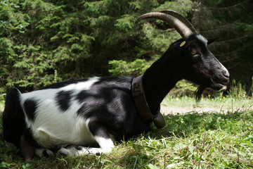 Goat on the pasture