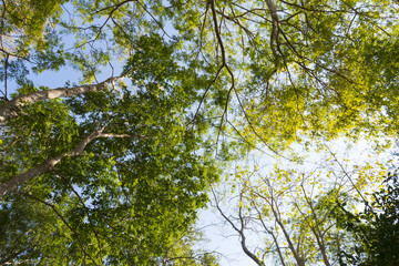 Obraz premium tree background