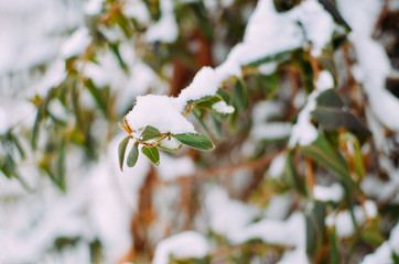 Lonicera liana with green leaves in snow