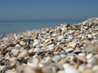 Shells in focus and blurry background.