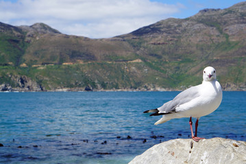 Fototapeta na wymiar seagull standing on the rock with ocean and mountain background