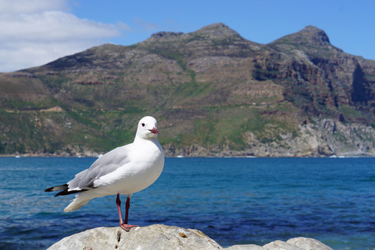 seagull standing on the rock with ocean and mountain background